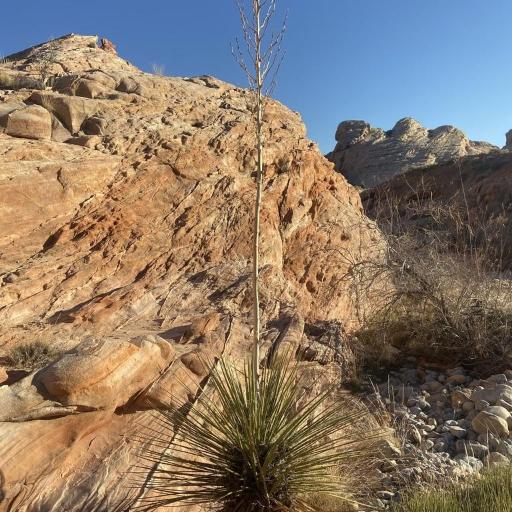 Yucca utahensis other