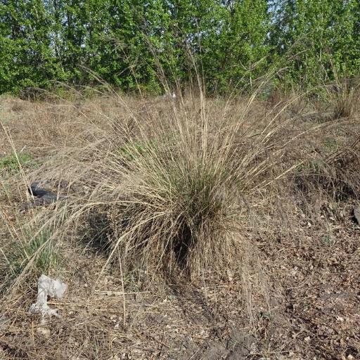 Neotrinia splendens other