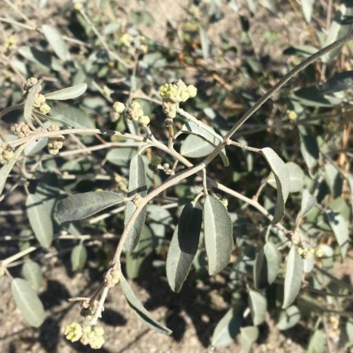 Croton californicus other