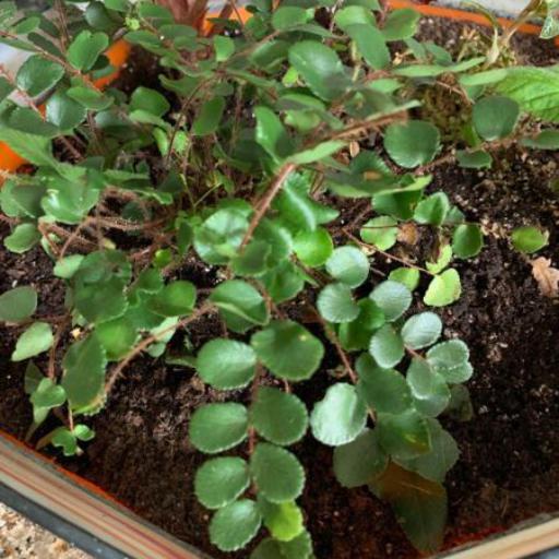 Hemionitis rotundifolia other