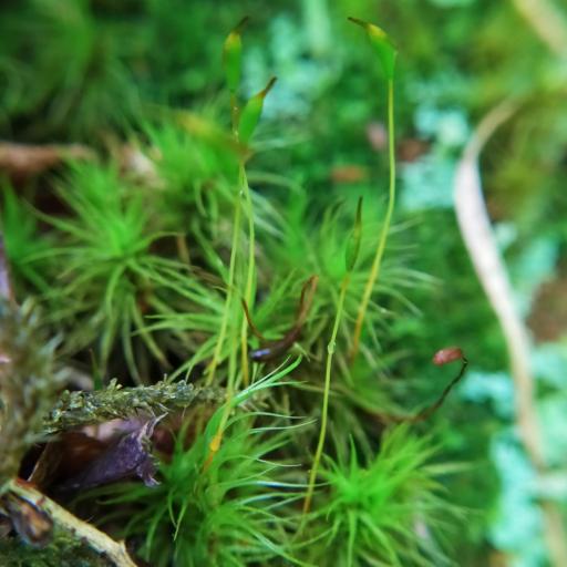 Dicranum scoparium other