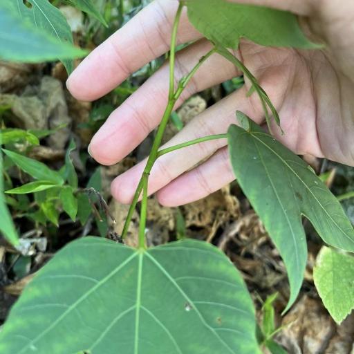 Vernicia montana other