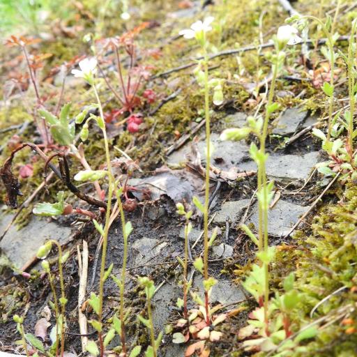 Saxifraga osloensis — houseplant care guide