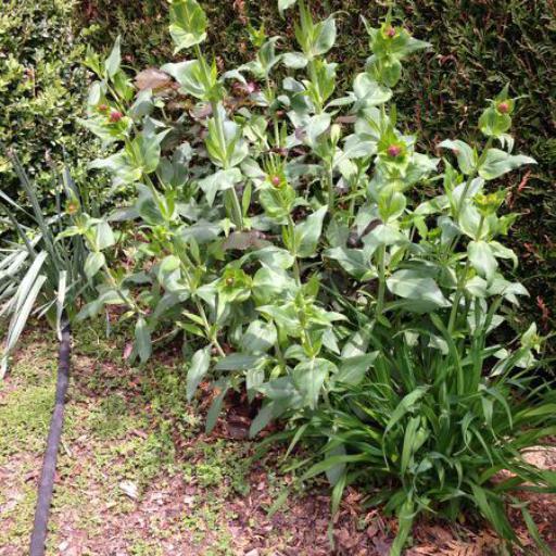 Valeriana rubra — salt tolerant houseplant