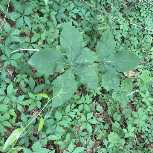 Arisaema quinatum other