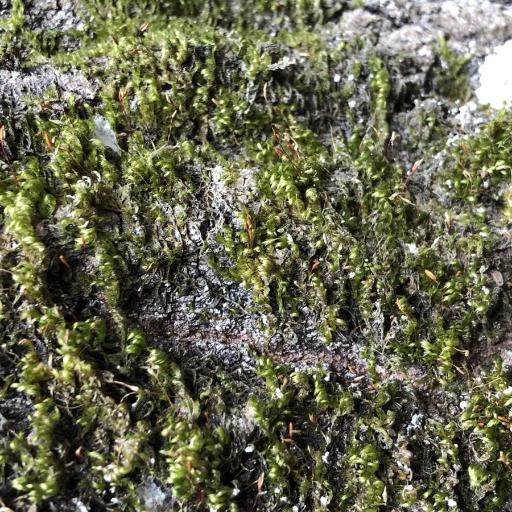 Pylaisia polyantha — houseplant care guide