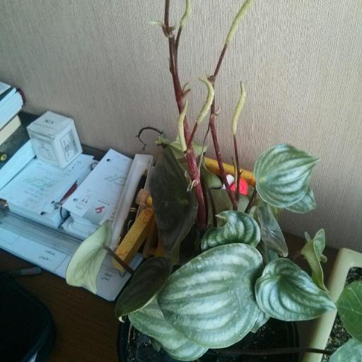 Peperomia argyraea — search result for 'Peperomia'