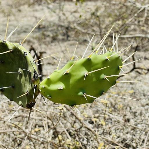 Opuntia soederstromiana other