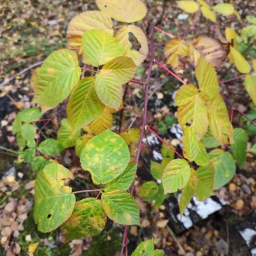 Rubus polonicus other