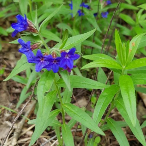 Aegonychon purpurocaeruleum — houseplant care guide