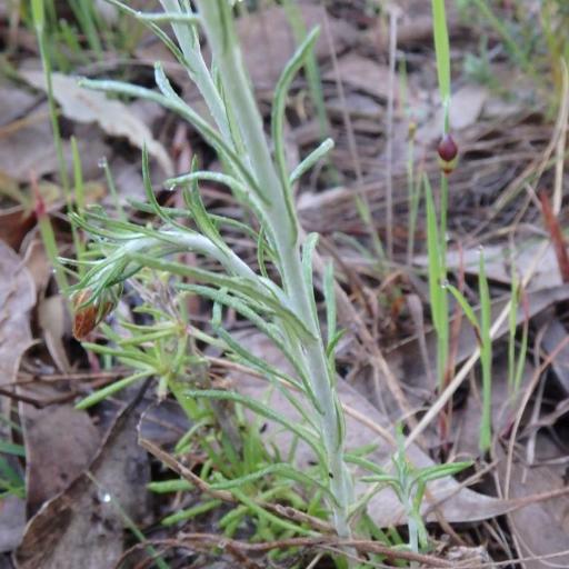 Chrysocephalum baxteri — related species from the same genus