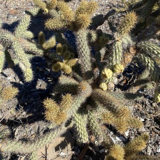 Cylindropuntia alcahes other