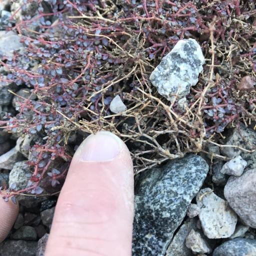 Euphorbia parishii — houseplant care guide