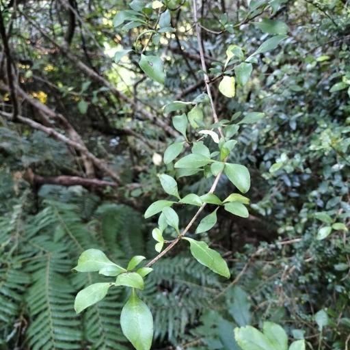 Coprosma foetidissima — houseplant care guide