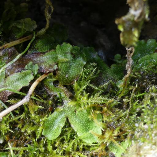 Conocephalum salebrosum other