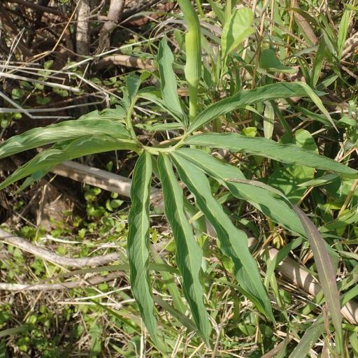 Arisaema heterophyllum — houseplant care guide