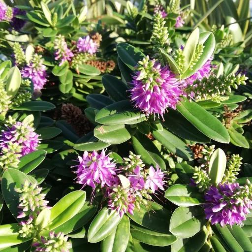 Veronica × franciscana — search result for 'Veronica'