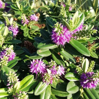 Veronica × franciscana