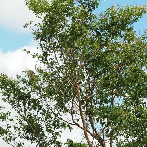 Lagerstroemia subcostata other
