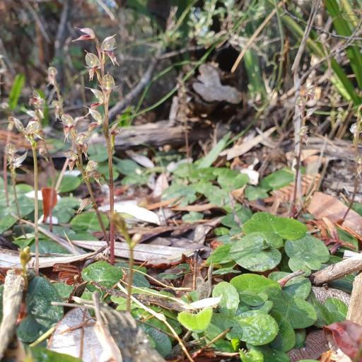 Acianthus fornicatus other