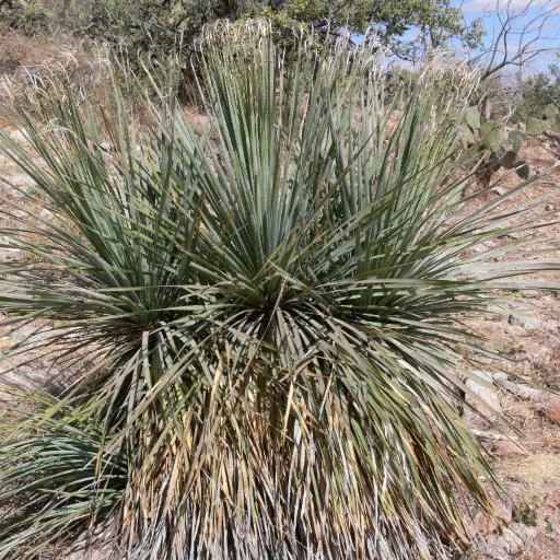 Dasylirion berlandieri — related species from the same genus