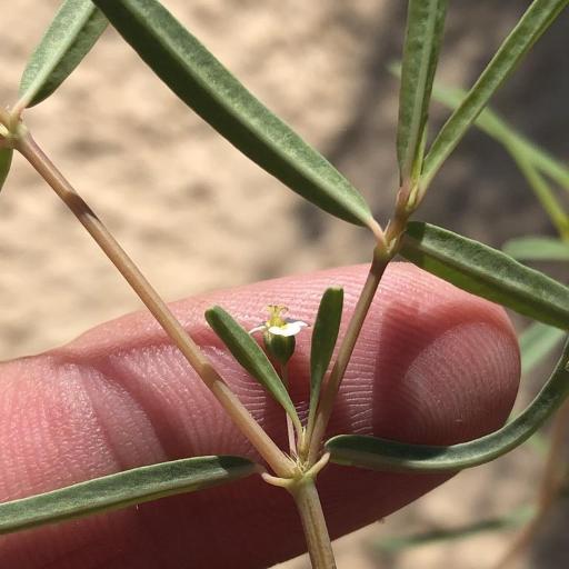 Euphorbia missurica other