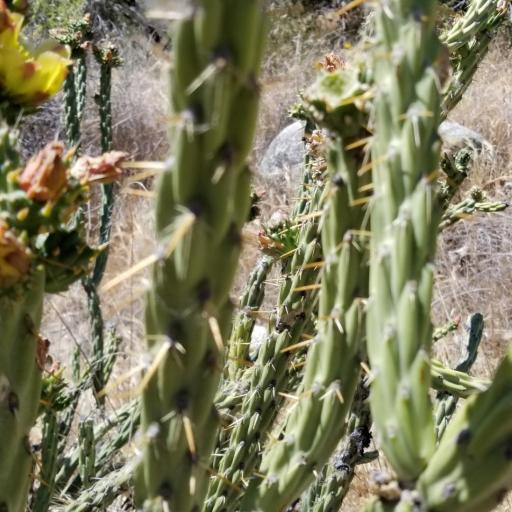 Cylindropuntia californica — houseplant care guide