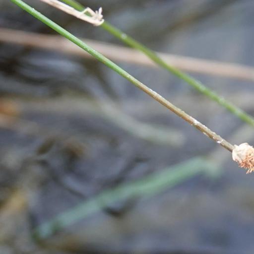 Eleocharis geniculata other