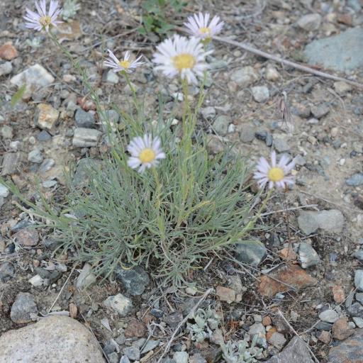 Erigeron filifolius — search result for 'Erigeron'