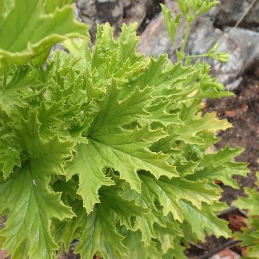 Pelargonium scabrum — houseplant care guide