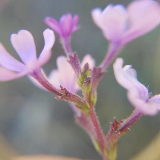 Buchnera floridana — search result for 'Belize'
