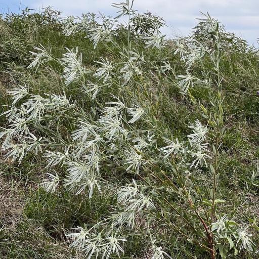 Euphorbia bicolor — houseplant care guide