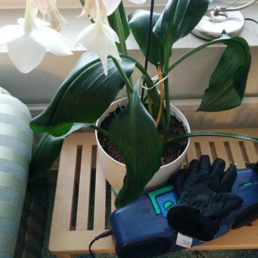 Urceolina amazonica other