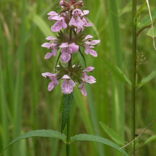 Stachys aspera other