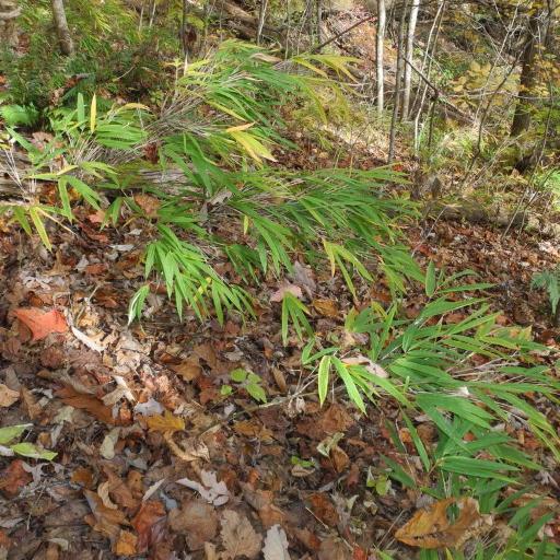 Arundinaria appalachiana other