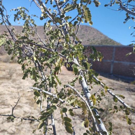 Lysiloma candidum — related species from the same genus