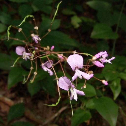 Hylodesmum nudiflorum other