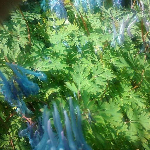 Corydalis ambigua other