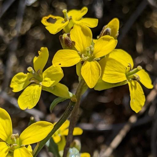 Erysimum menziesii other