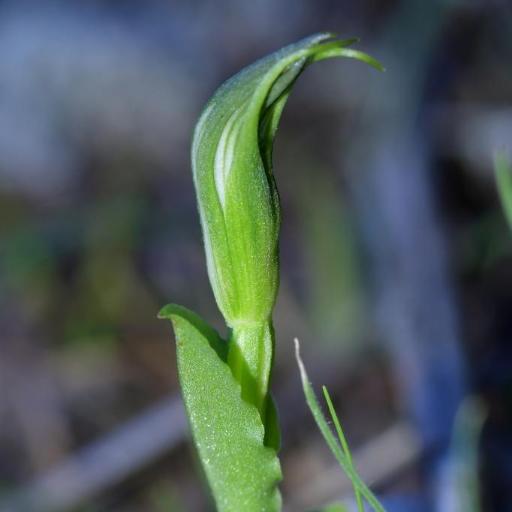 Pterostylis foliata other