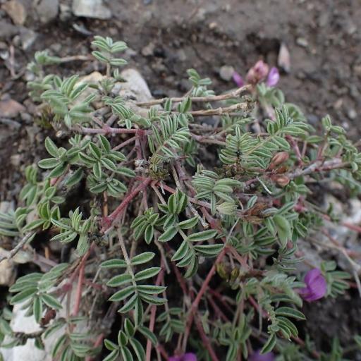 Astragalus vexilliflexus — houseplant care guide