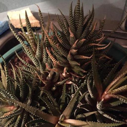 Haworthiopsis fasciata other