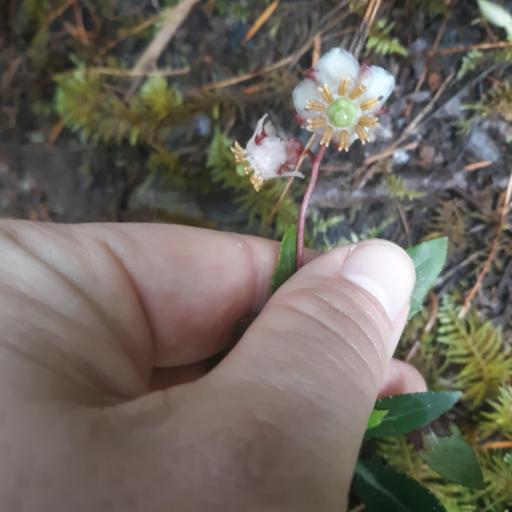 Chimaphila menziesii other