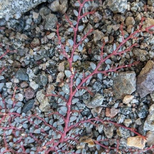 Euphorbia parishii other