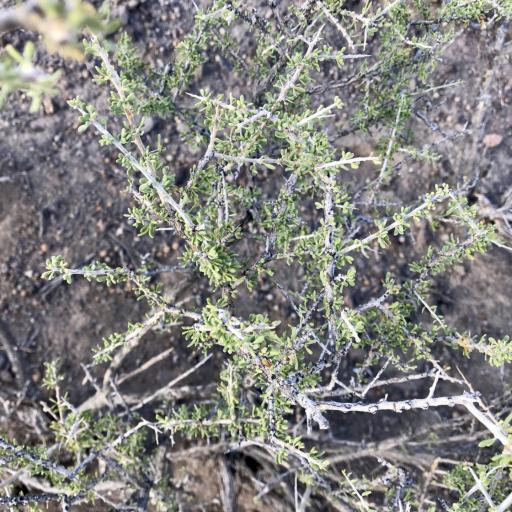 Lycium andersonii — related species from the same genus