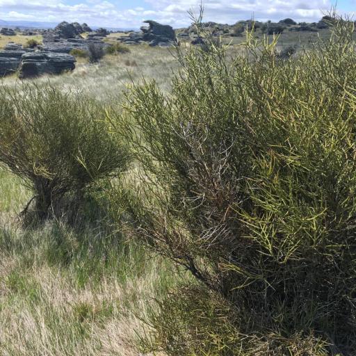 Carmichaelia petriei other