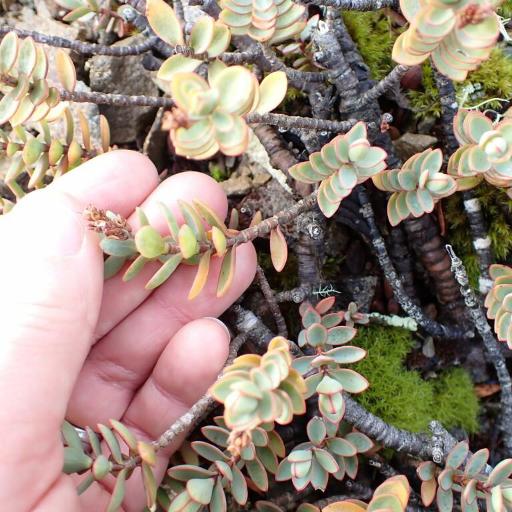 Veronica pinguifolia other