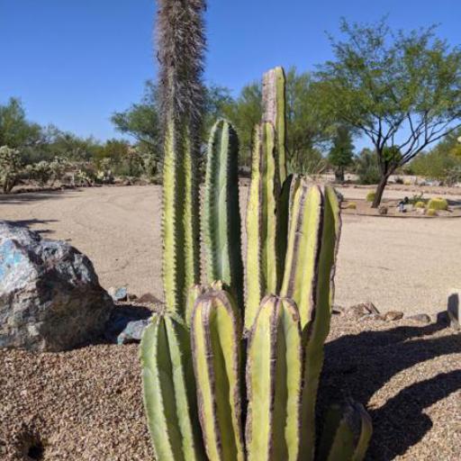 Lophocereus marginatus