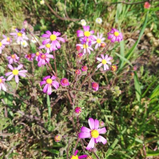 Senecio arenarius other