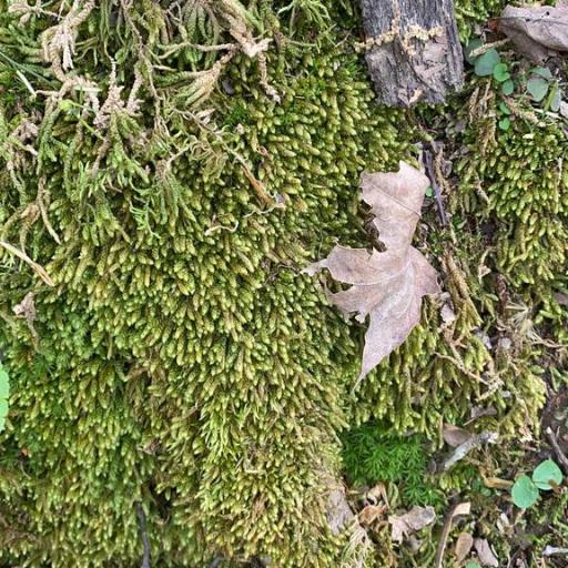 Bryoandersonia illecebra — houseplant care guide